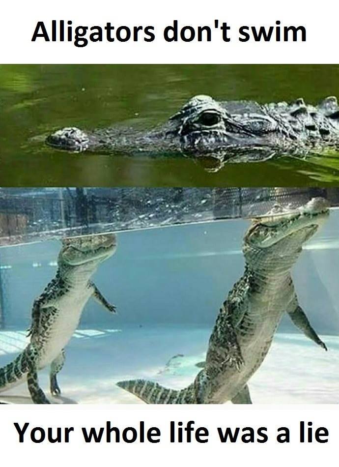 Alligators don't swim your whole life was a lie