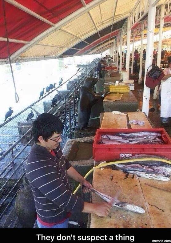 Msniea they don't suspect a thing memes com