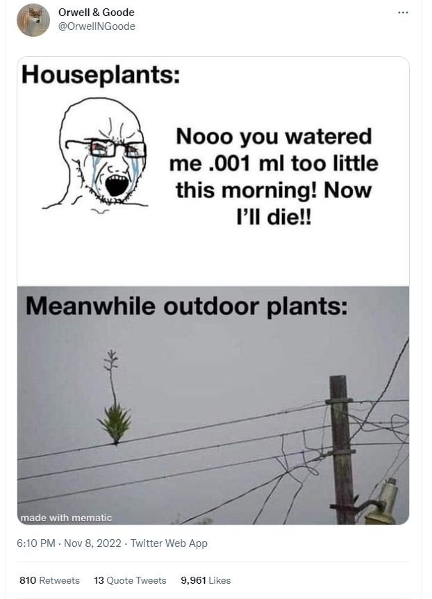 Orwell goode orwellngoode houseplants nooo you watered me .001 ml too little thi