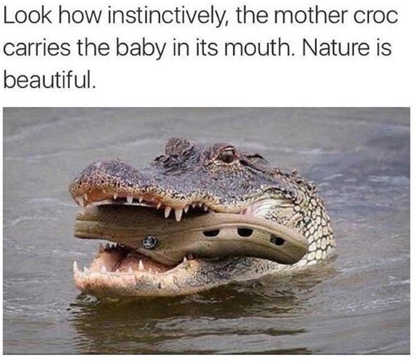 Look how instinctively the mother croc carries the baby in its mouth nature is b