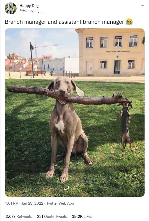 Happy Dog Happydog Branch manager and assistant branch manager 4.01 PM Jan 23, T