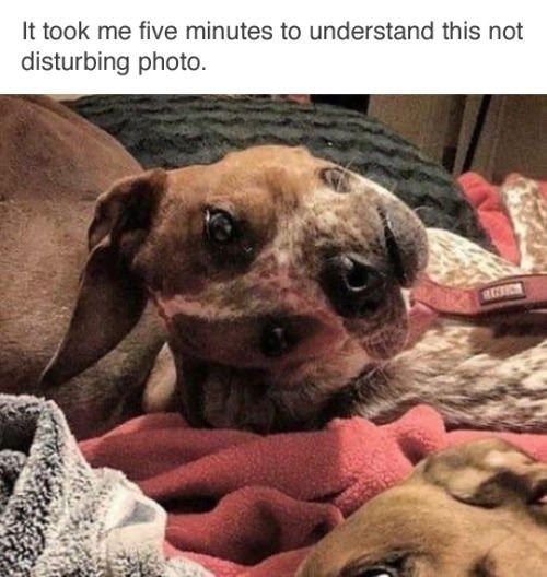 It took me five minutes to understand this not disturbing photo.