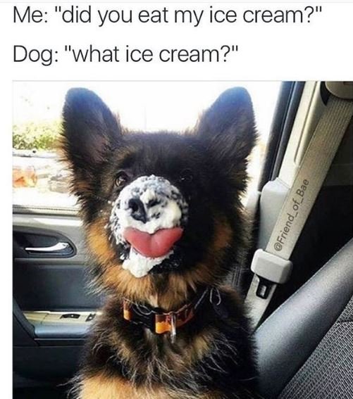 Me did you eat my ice cream? dog what ice cream? 8 8' 1