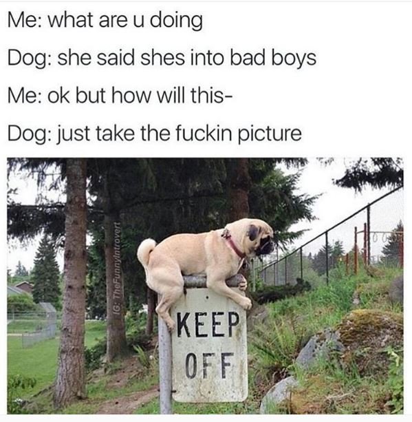 Me what are u doing dog she said shes into bad boys me ok but how will this dog