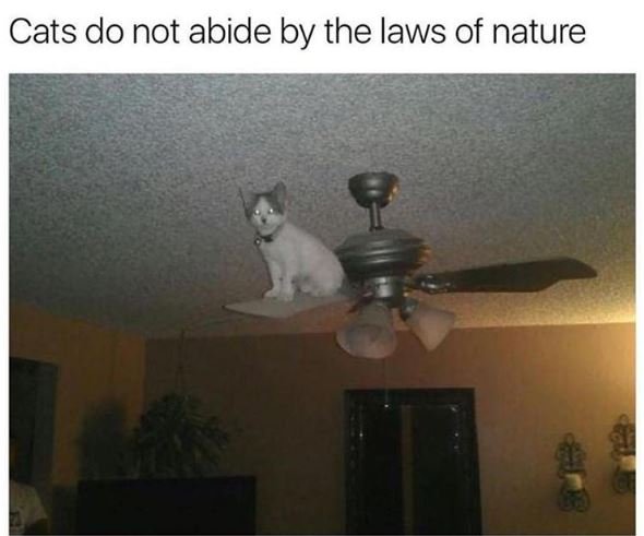 Cats do not abide by the laws of nature
