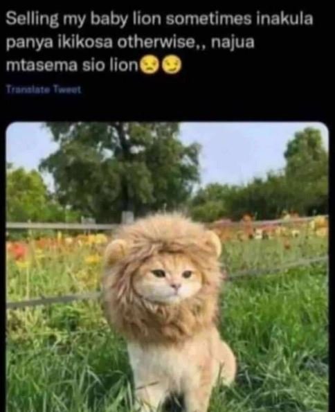 Selling my baby lion sometimes inakula panya ikikosa otherwise , najua mtasema s