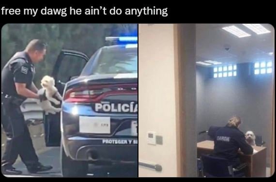 Free my dawg he ain't do anything ptlicui