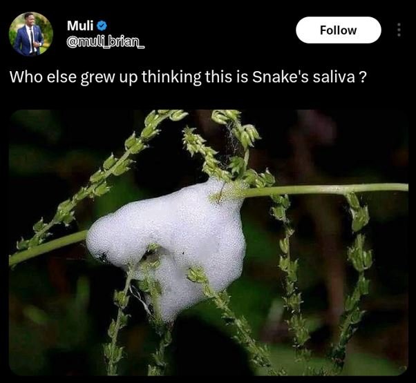 Muli omuli_brian follow who else grew up thinking this is snake's saliva ?
