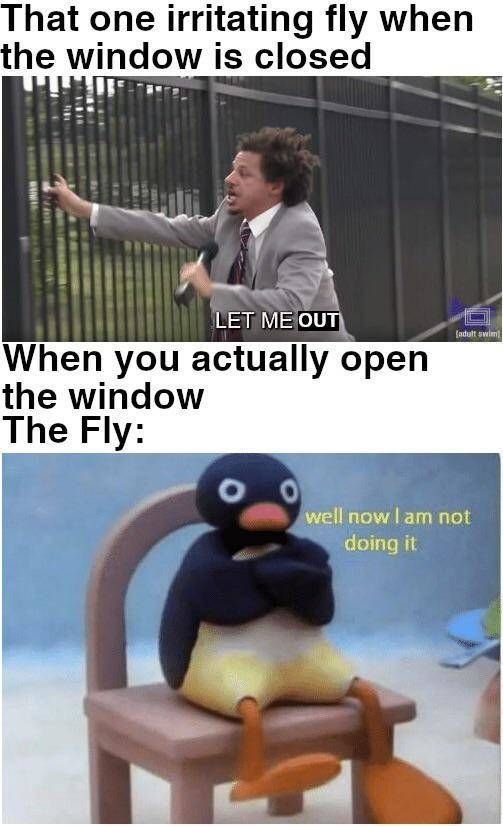 That one irritating fly when the window is closed let me out when you actually o