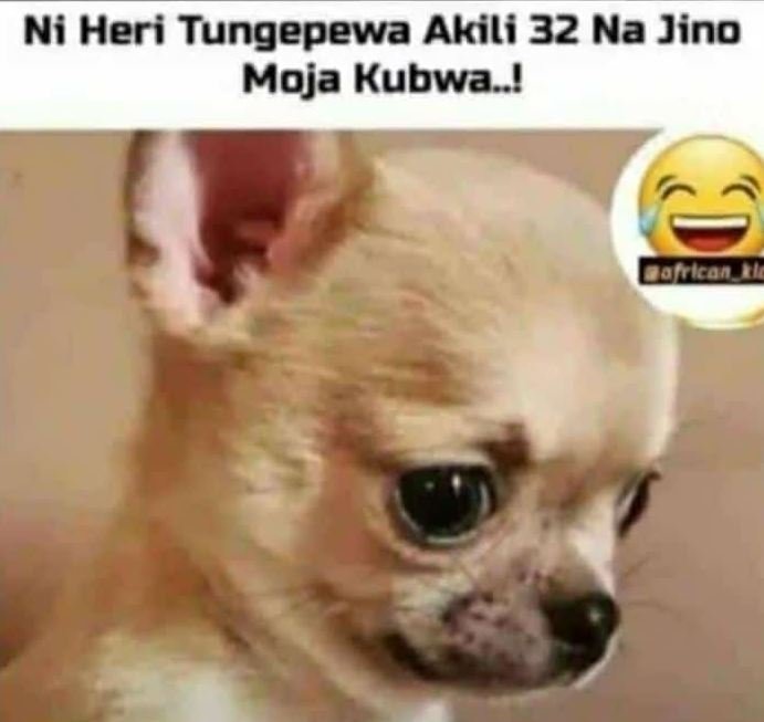 Ni heri tungepewa akili 32 na jino moja kubwa ! dofrican