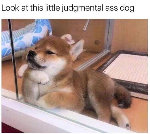 Look at this little judgmental ass dog
