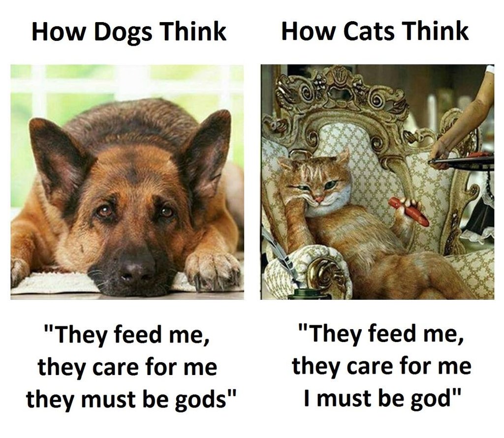 How dogs think how cats think they feed me, they care for me they must be gods t