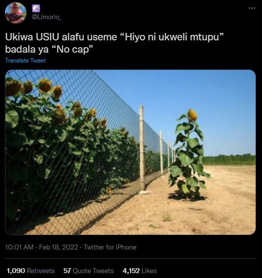 Limorio_ Ukiwa USIU alafu useme Hiyo ni ukweli mtupu badala ya 'No cap Translare