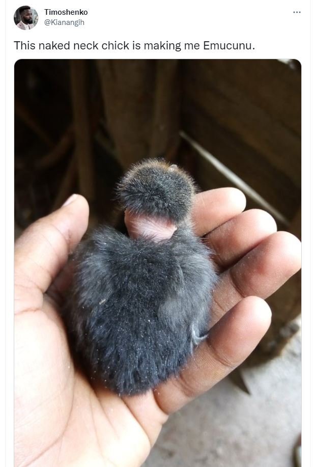 Timoshenko kianangih this naked neck chick is making me emucunu.