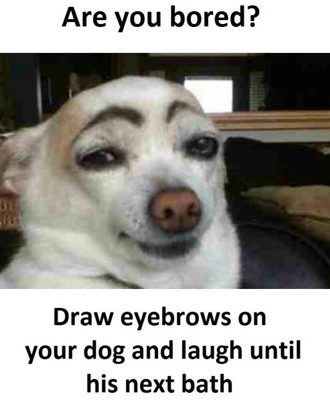 Are you bored? draw eyebrows on your dog and laugh until his next bath