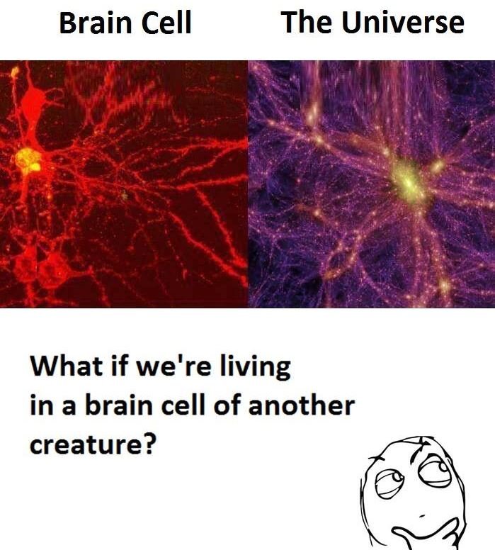 Brain cell the universe what if we're living in a brain cell of another creature
