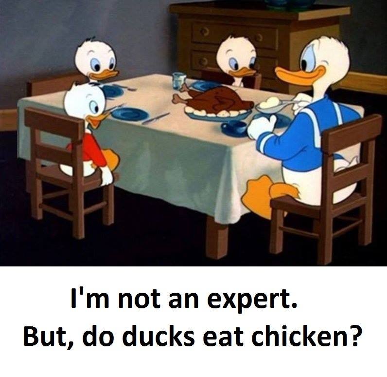 I'm not an expert. but, do ducks eat chicken?