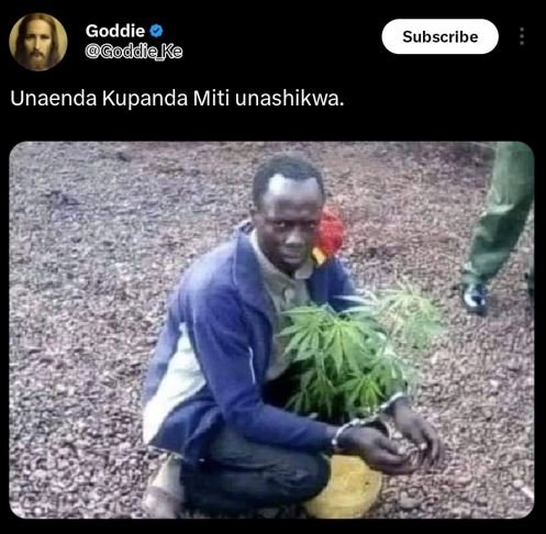 Goddie goddeke subscribe unaenda kupanda miti unashikwa.