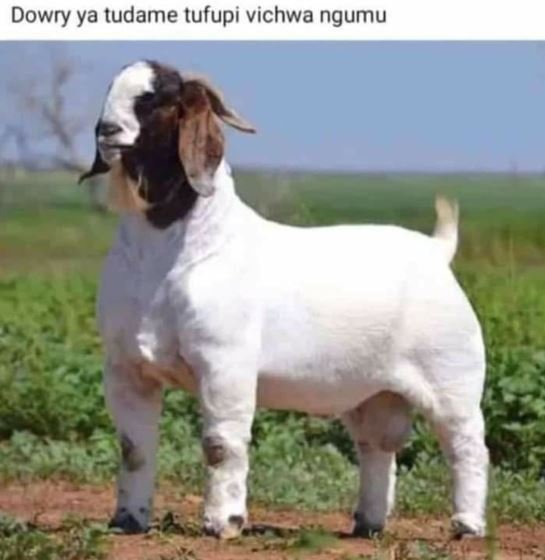 Dowry ya tudame tufupi vichwa ngumu