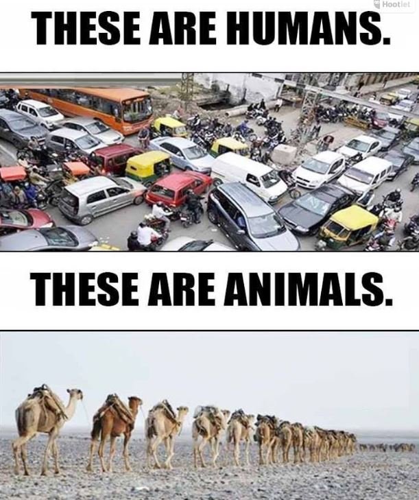 Hoori these are humans. these are animals.