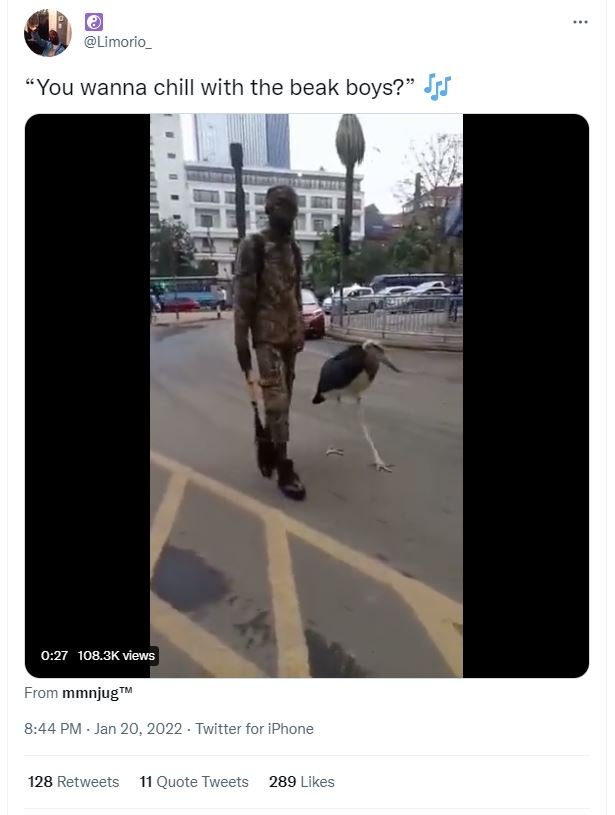 Limorio_ You wanna chill with the beak boys? Jjf 027 108.3K views From mmnjug m