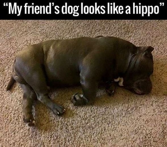64 'my friends dog looks likeahippo'