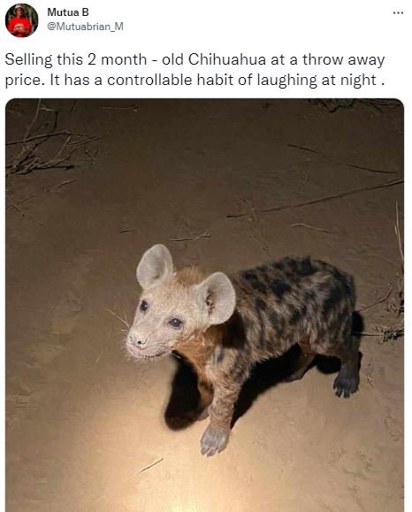 Mutua b mutuabrian_m selling this 2 month old chihuahua at a throw away price. i