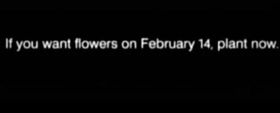 If you want flowers on February 14, plant now
