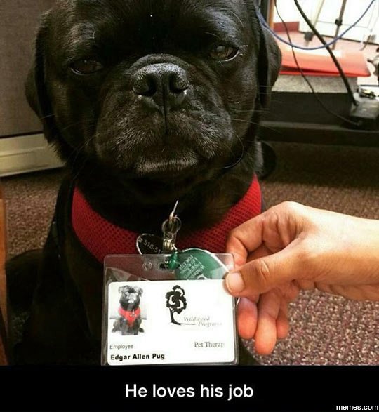 Veran 2d9, allen pug he loves his job memes com