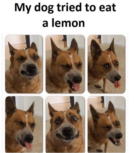 My dog tried to eat a lemon