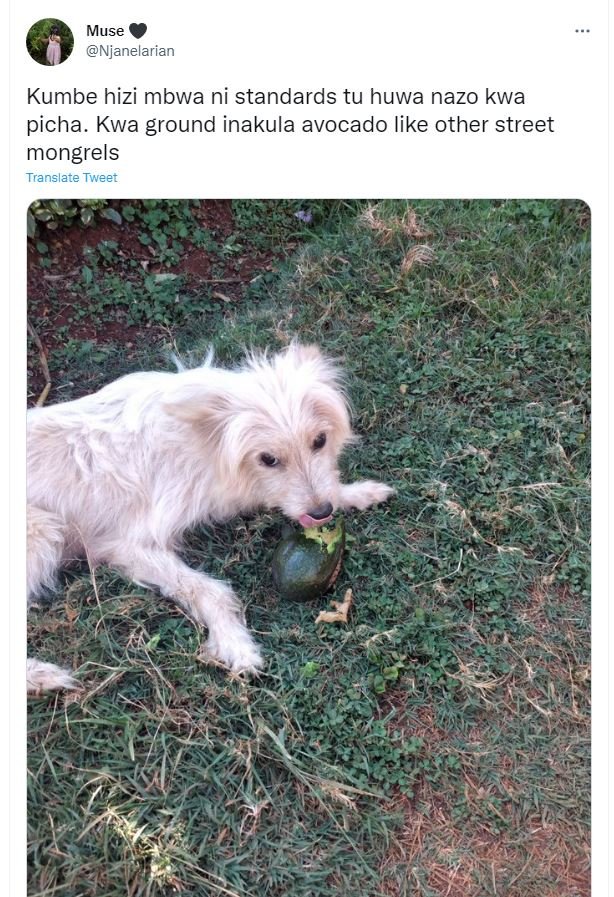 Muse njanelarian kumbe hizi mbwa ni standards tu huwa nazo kwa picha. kwa ground