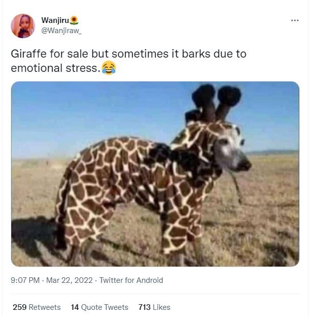 Wanjiru wanjiraw_ giraffe for sale but sometimes it barks due to emotional stres