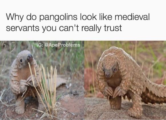 Why do pangolins look like medieval servants you can't really trust ig apeproble