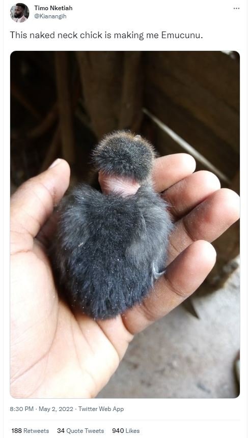 Timo nketiah kianangih this naked neck chick is making me emucunu. 8.30 pm may 2