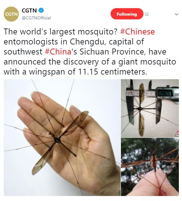 Cgtn gcn cgtnofficial following the world's largest mosquito? chinese entomologi