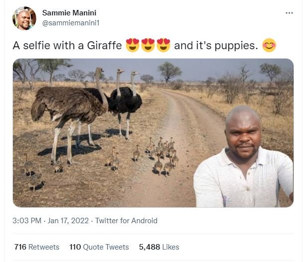 Sammie Manini sammiemaninii A selfie with a Giraffe and it's puppies. 3.03 PM Ja