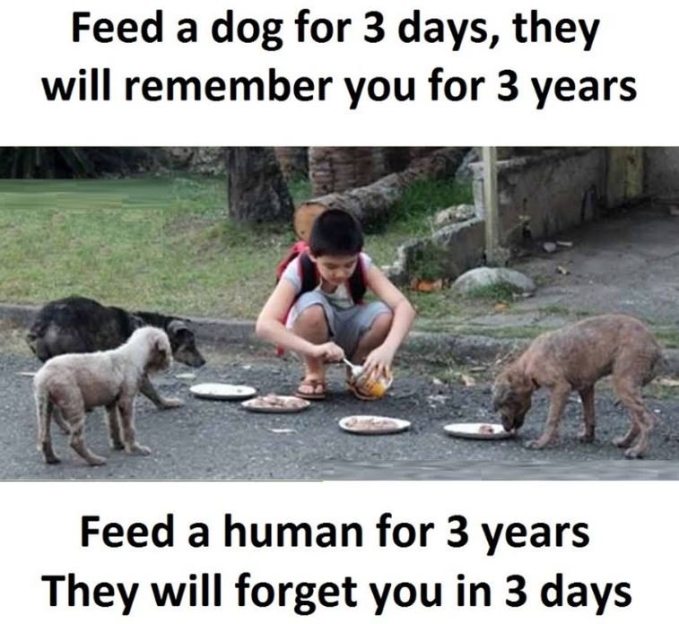 Feed a dog for 3 days, they will remember you for 3 years feed a human for 3 yea