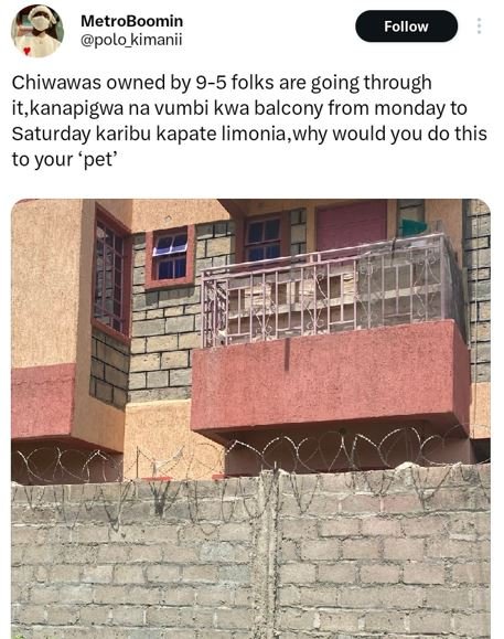 Metroboomin polo_kimanii follow chiwawas owned by 95 folks are going through it,