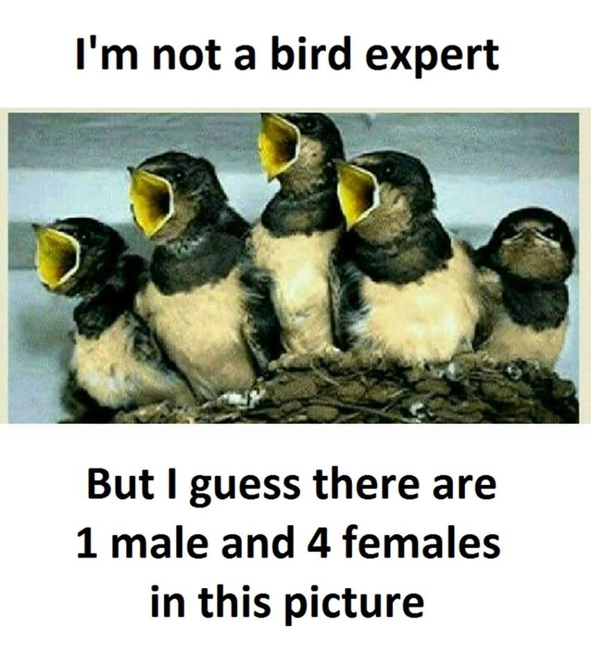 I'm not a bird expert but i guess there are 1 male and 4 females in this picture