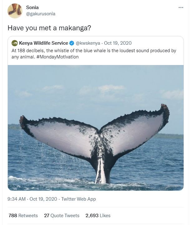 Sonia gakurusonia have you met a makanga? kenya wildlife service kwskenya oct 19