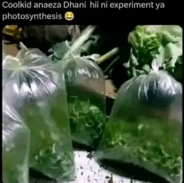 Coolkid anaeza dhani hii ni experiment ya photosynthesis