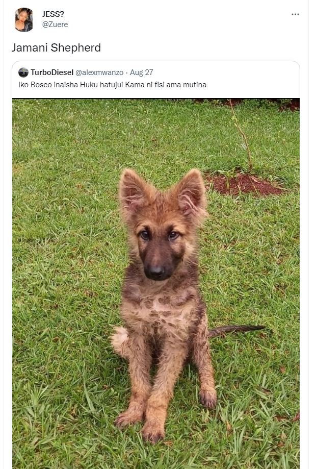 Jess? zuere jamani shepherd turbodiesel alexmwanzo aug 27 iko bosco inaisha huku