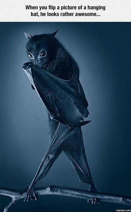 When you flip a picture of a hanging bat, he looks rather awesome memes com