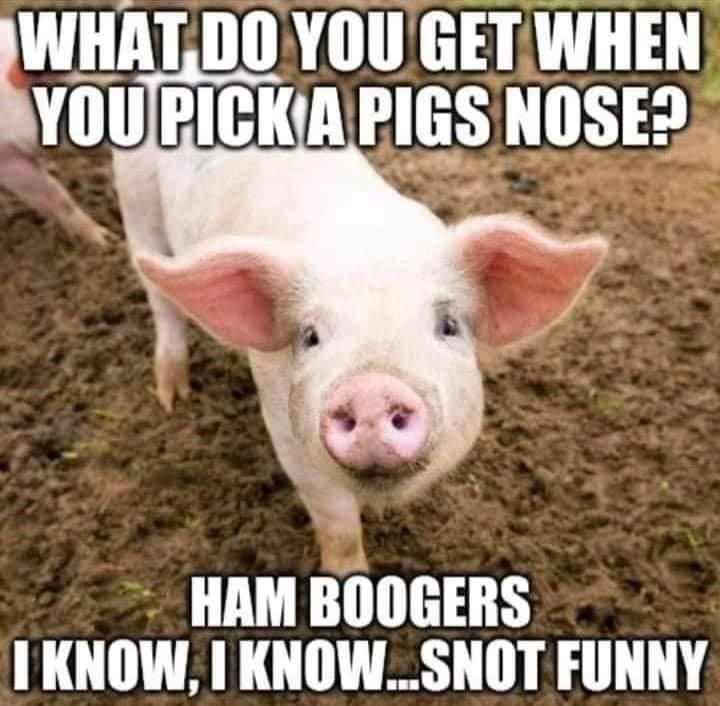 What do you getwhen youpickapigs nose? ham boogers iknow, 7 know_snot funny