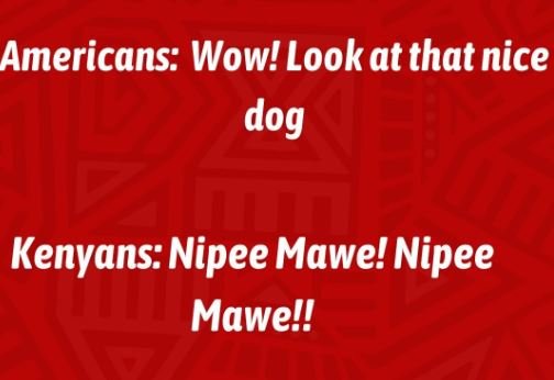 Americans wow! look at that nice dog kenyans nipee mawe! nipee mawel!