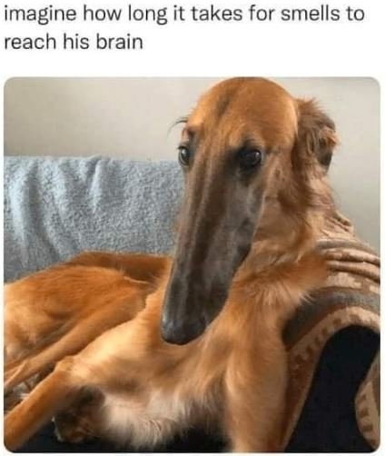 Imagine how long it takes for smells to reach his brain