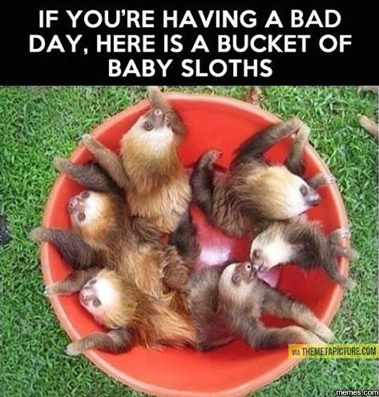 If youre having a bad day, here is a bucket of baby sloths themetapicture coii m