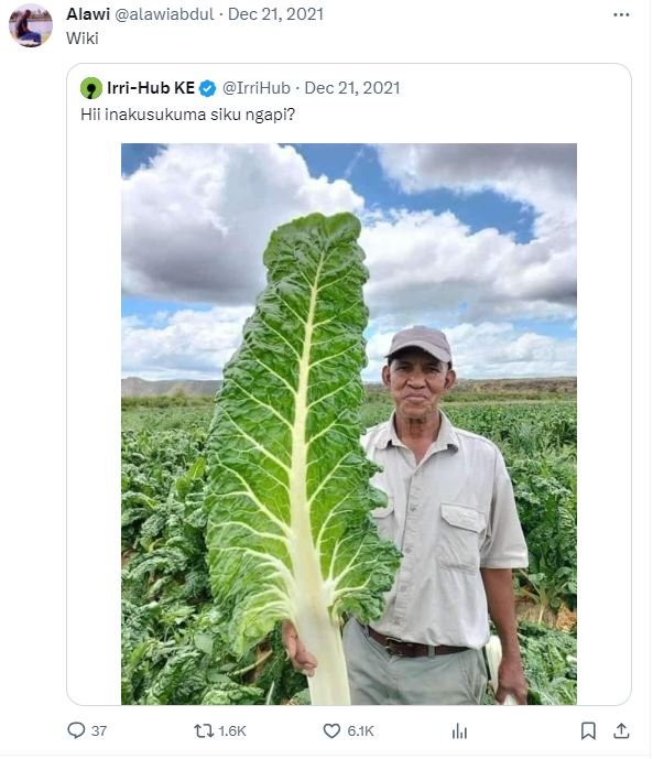 Alawi alawiabdul dec 21, wiki irrihub ke irrihub dec 21, hii inakusukuma siku ng