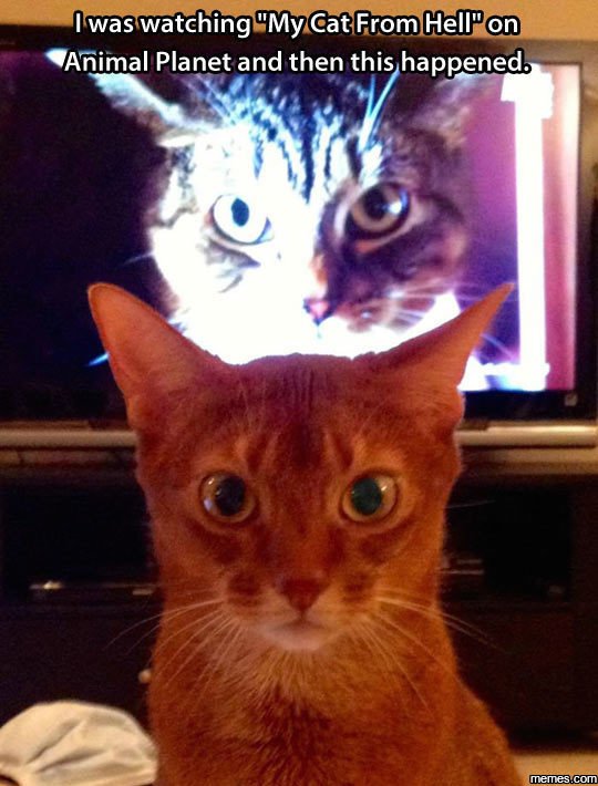 Iwas 'watching mycat fromhelln animal planet and then this happeneds memescom
