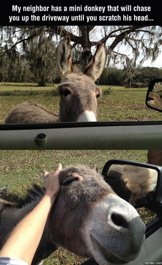 My neighbor has a mini donkey that will chase you up the driveway until you scra